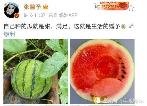 在哪里可以吃娱乐圈的瓜,揭秘各大热门餐厅的独家瓜料
